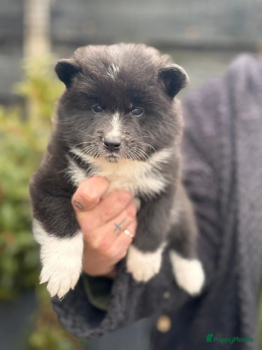 Kruising honden te koop: Pups samojeed j akita  - Advertentie 7