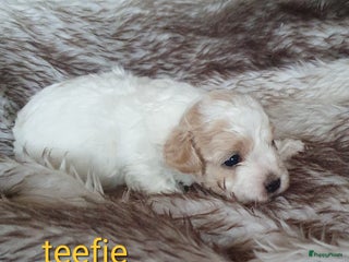 Maltipoo honden Maltipoo - Advertentie 1
