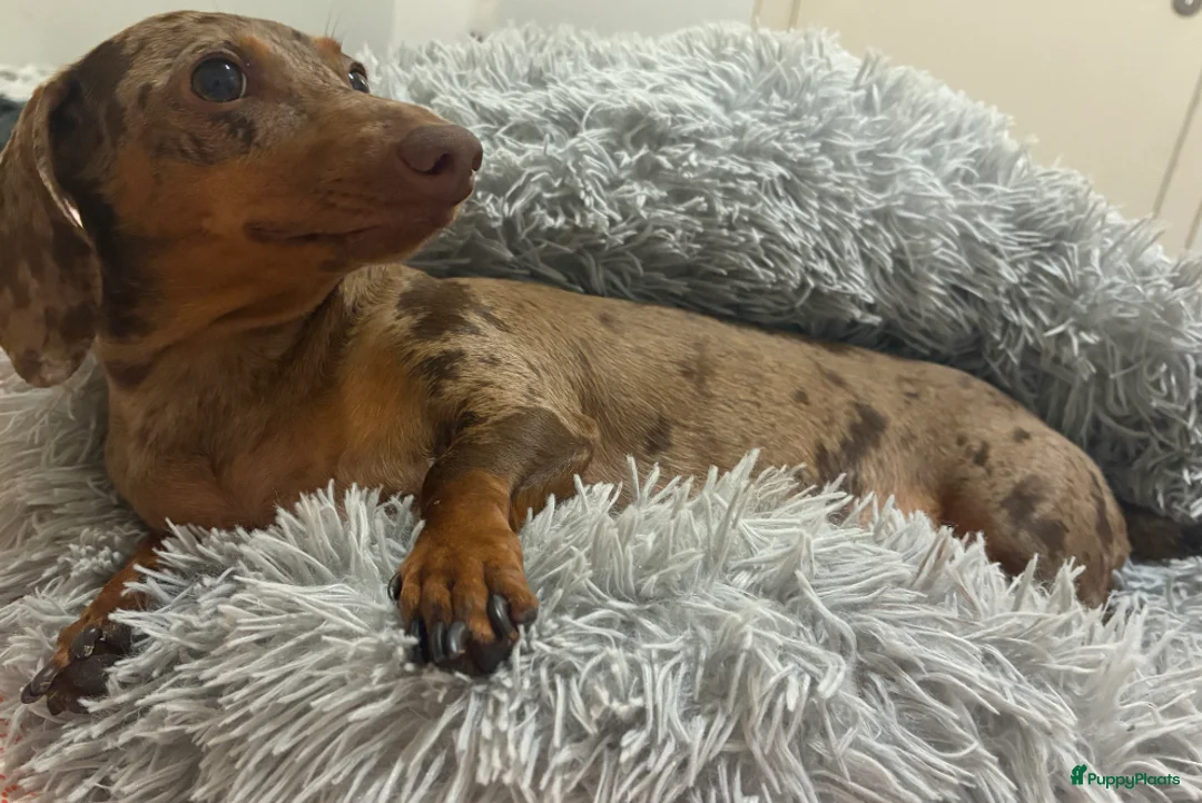 Teckel (korthaar)  honden te koop: Prachtige Teckel pups op zoek naar warme nestje. - Advertentie 6