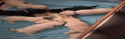 Labrador Retriever honden te koop: Prachtige blonde en zwarte labradorpups geboren! ♥ - Advertentie 13