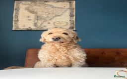 Goldendoodle honden ter dekking: Amerikaanse Dekreu - 1e generatie - Goldendoodle in Alkmaar - Afbeelding 3