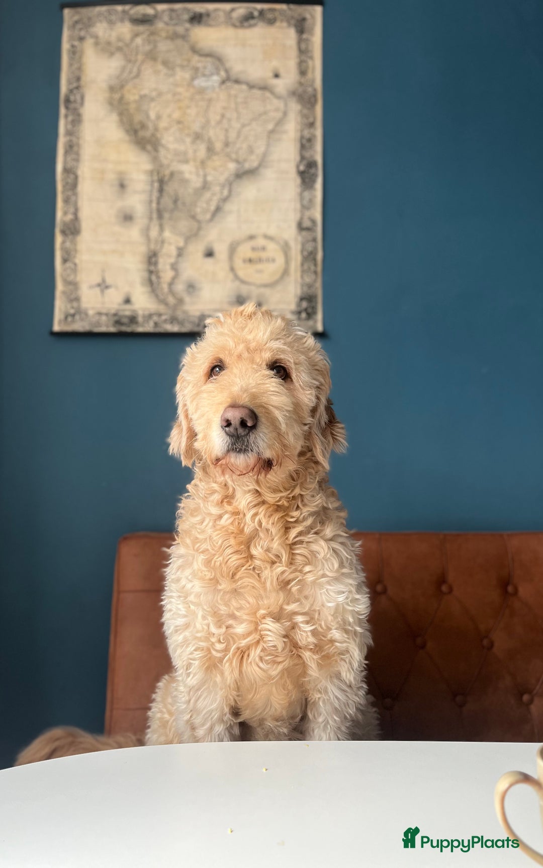 Goldendoodle honden ter dekking: Amerikaanse Dekreu - 1e generatie - Goldendoodle in Alkmaar - Afbeelding 3