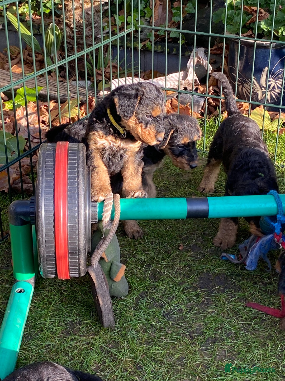 Airedale Terriër honden te koop: Airedale terriër pups  - Advertentie 25