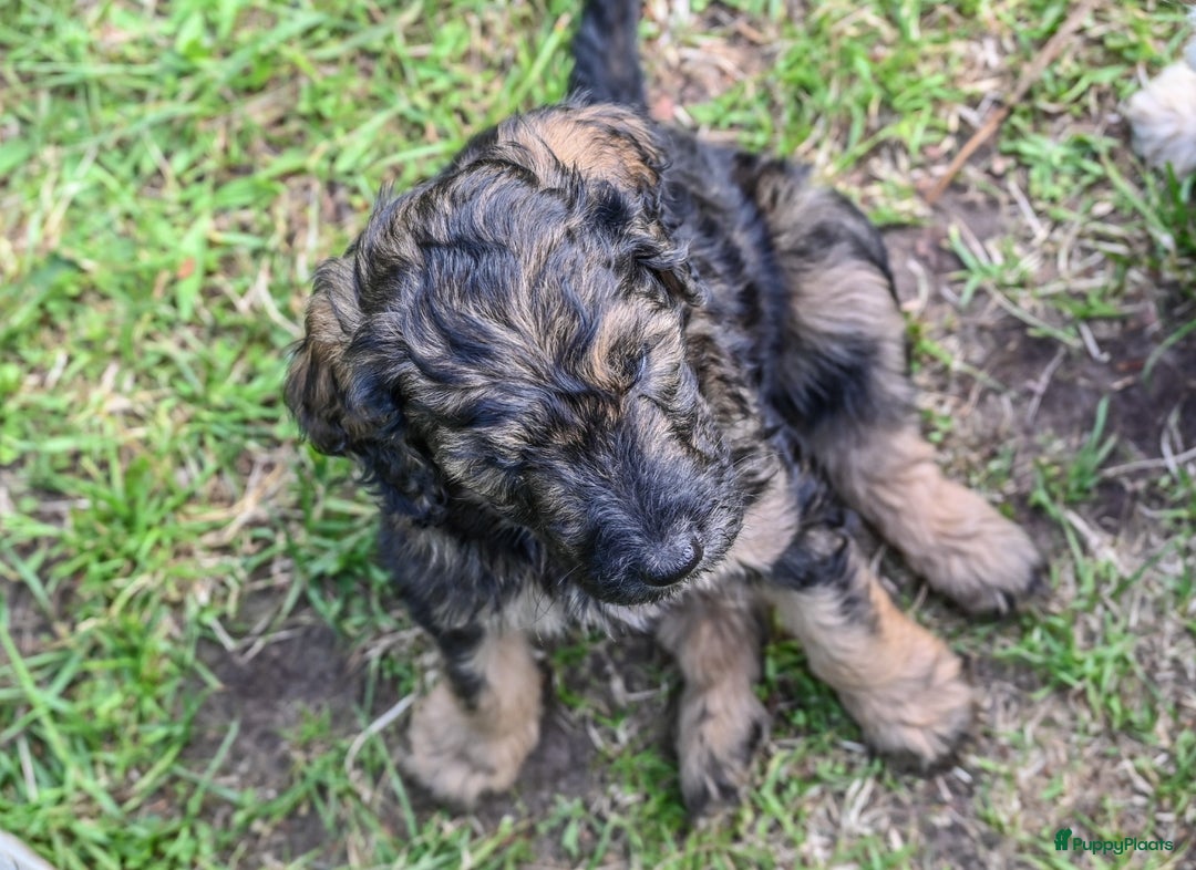 Labradoodle honden te koop: Labradoodle F4 pups te koop! 🐶 in Balkbrug - Afbeelding 3