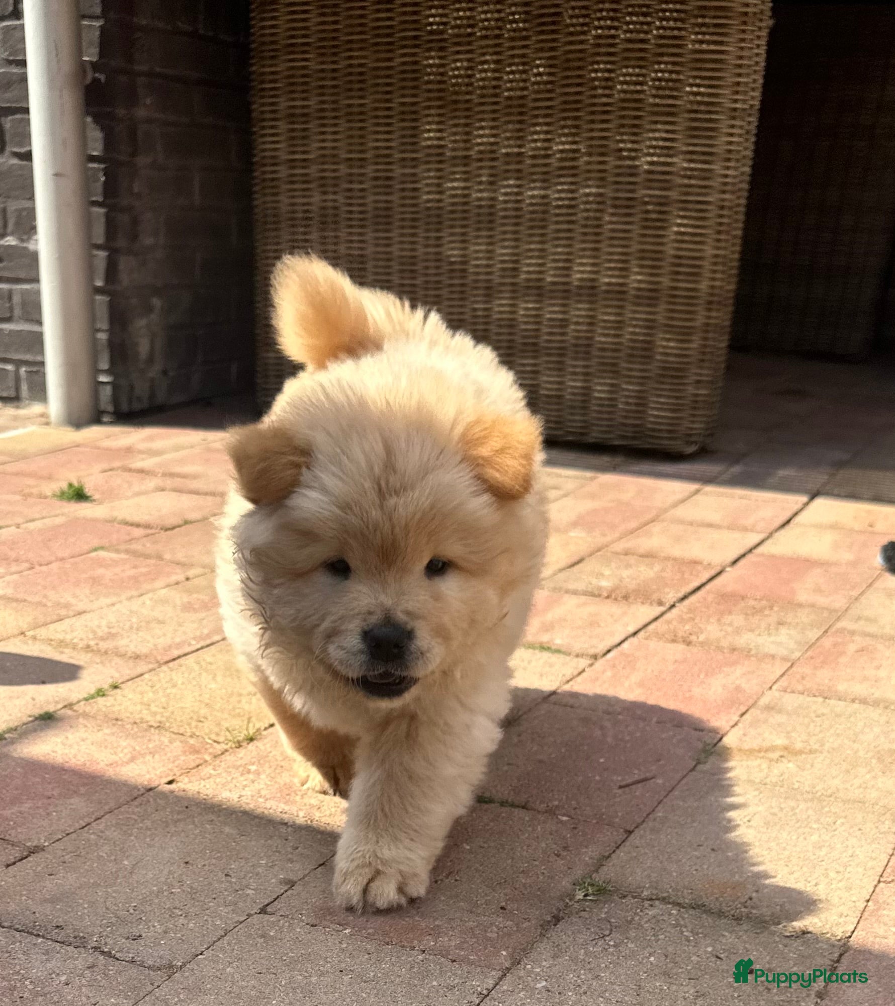 Chow Chow honden Mooie Chow Chow pups geboren - Advertentie 1