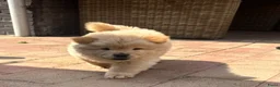 Chow Chow honden te koop: Mooie Chow Chow pups geboren - Advertentie 1