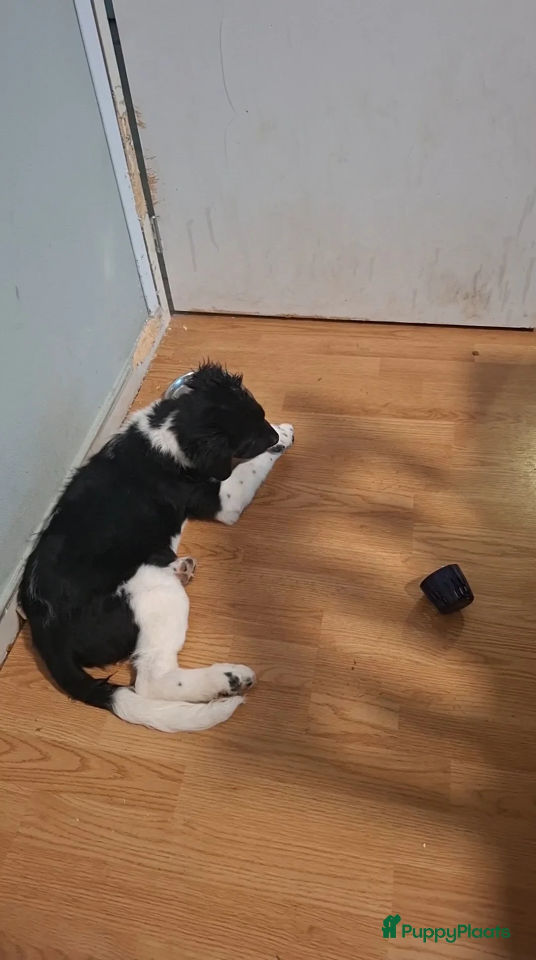 Friese Stabij honden te koop: Frieze stabij - Advertentie 1