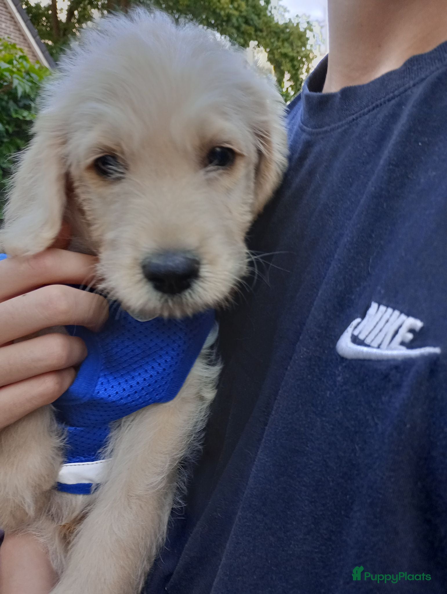 Labradoodle honden Labradoodle pups - Advertentie 9
