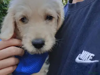 Labradoodle honden Labradoodle pups - Advertentie 9