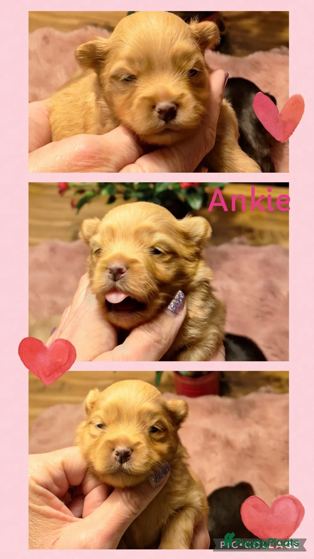 Kruising honden te koop: Mooie havapom (havanezer/pomeriaan) pups - Advertentie 1