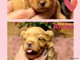 Kruising honden Mooie havapom (havanezer/pomeriaan) pups - Advertentie 2