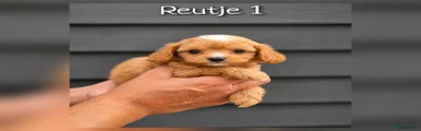 Reutje 1