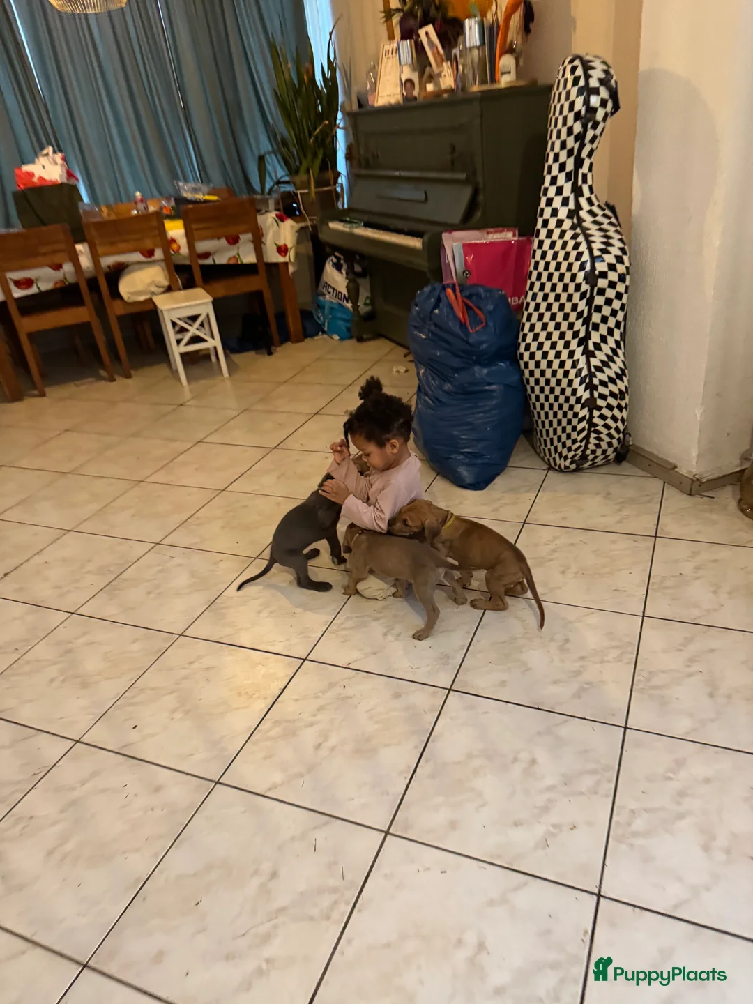 Duitse Dog honden te koop: Duitse dog puppies  - Advertentie 7