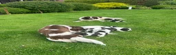 Heidewachtel honden te koop: Heidewachtel pups - Advertentie 8
