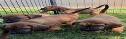 Beierse Bergzweethond honden te koop: Hanoveraaanse zweethond pups - Advertentie 24