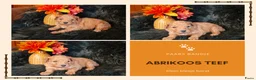 Kruising honden te koop: Multigen Bernedoodle Medium pups beschikbaar - Advertentie 10