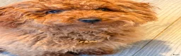 Poedel Toy honden te koop: Lieve Toypoedel Vini zoekt een liefdevol thuis - Advertentie 4