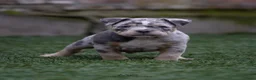 Amerikaanse Bully honden ter dekking: American Bully dekreu (getest) - Advertentie 11