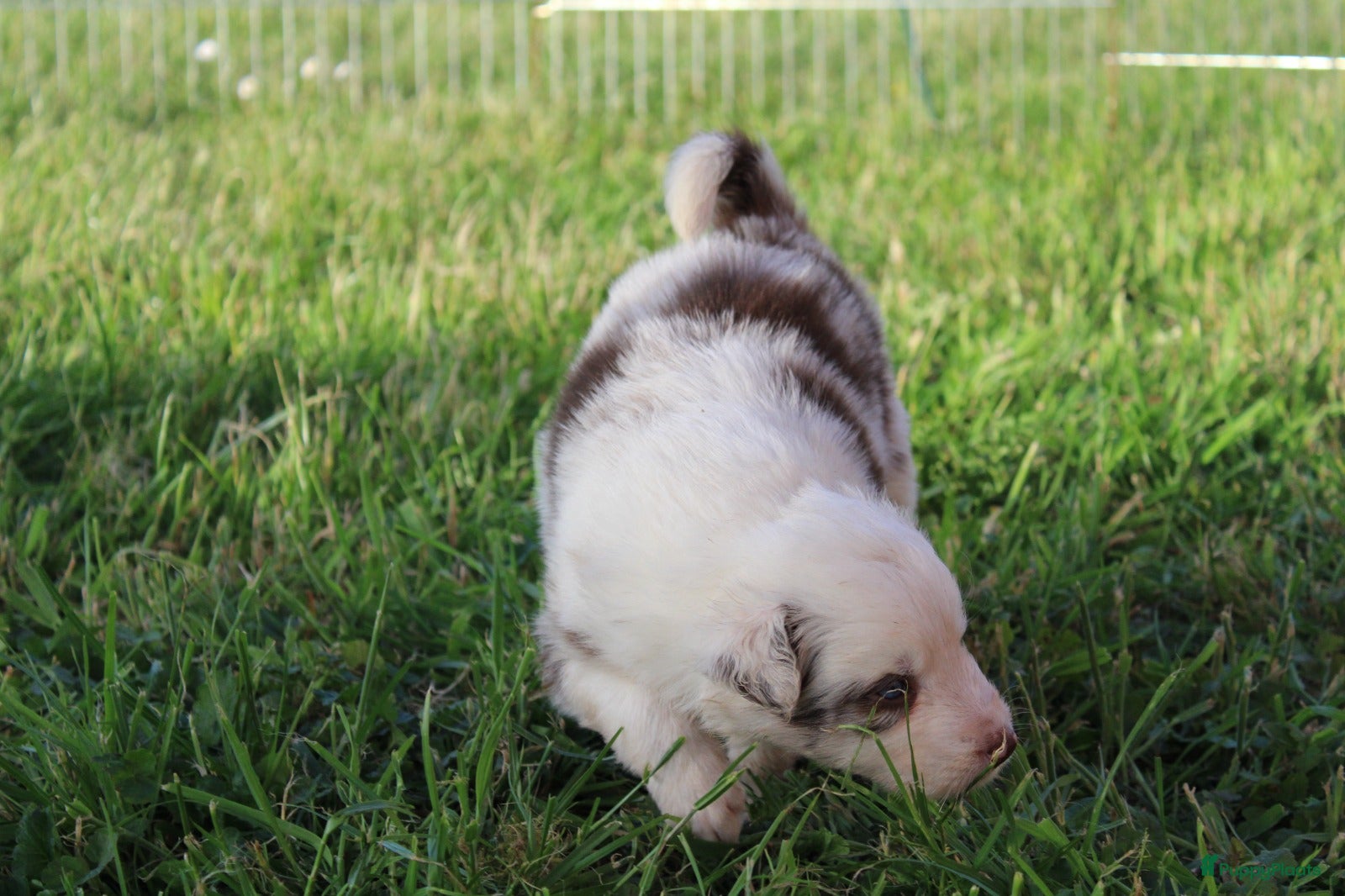 Border Collie honden te koop: Mooie speciale lieve Merle puppies - Advertentie 23