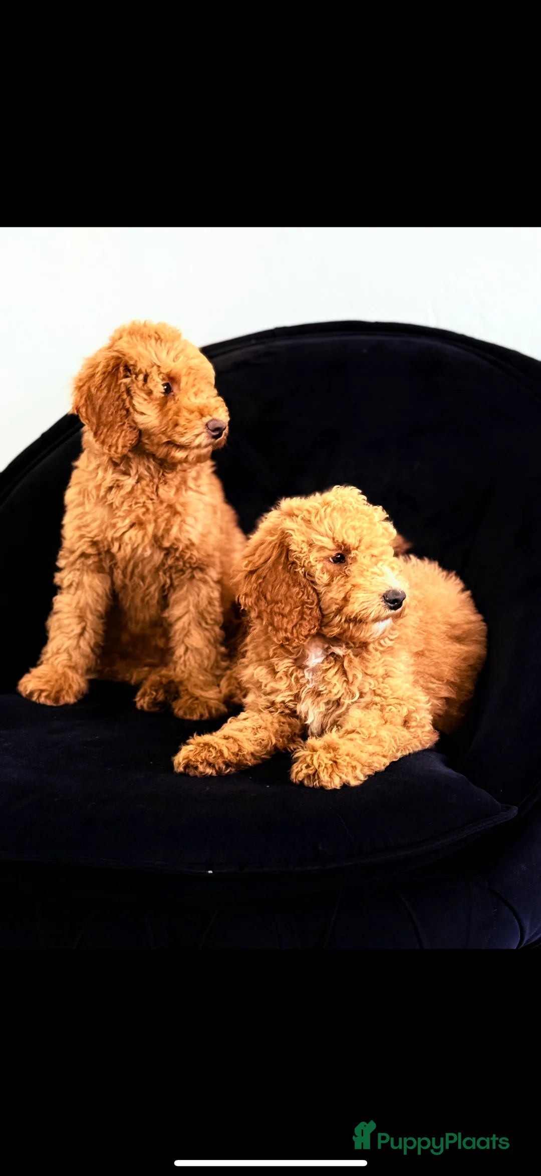Labradoodle honden te koop: Labradoodle  - Advertentie 4
