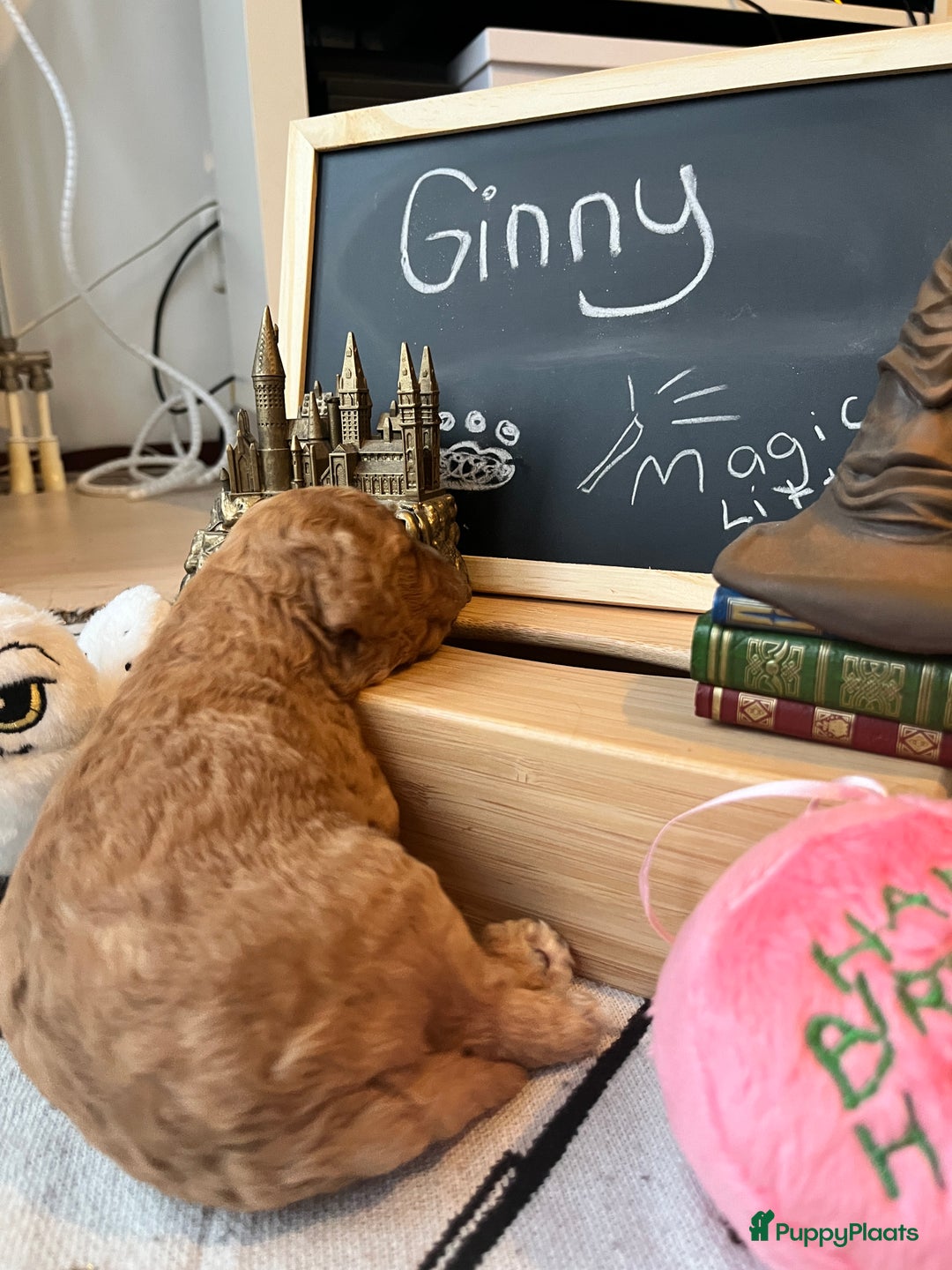 Cockapoo honden te koop: Health-Checked Mini Cockapoo Litter - Advertentie 22