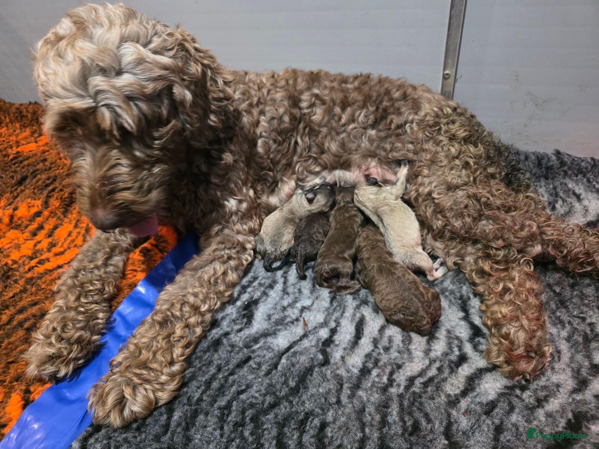 Labradoodle honden Prachtige labradoodles  - Advertentie 1