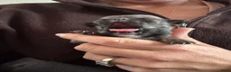 Chihuahua honden te koop: Korthaar chihuahuapups - Advertentie 19