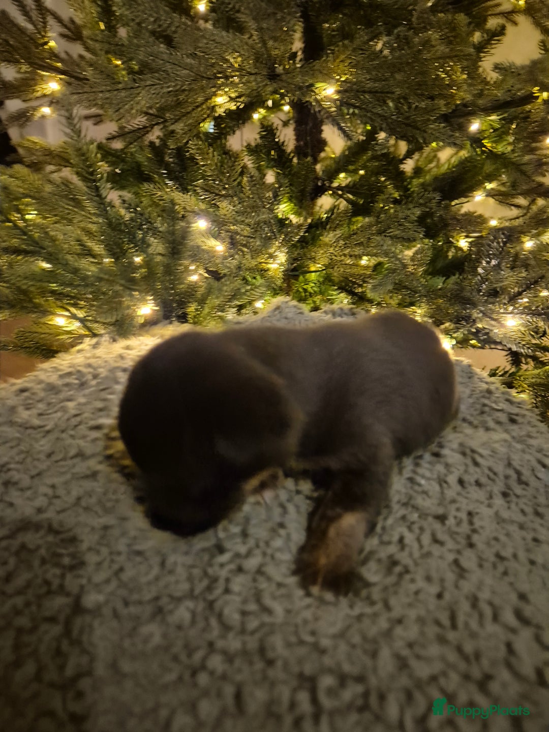 Jack Russel Terriër honden te koop: Nog 3 mooie jack Russell pups te koop - Advertentie 10