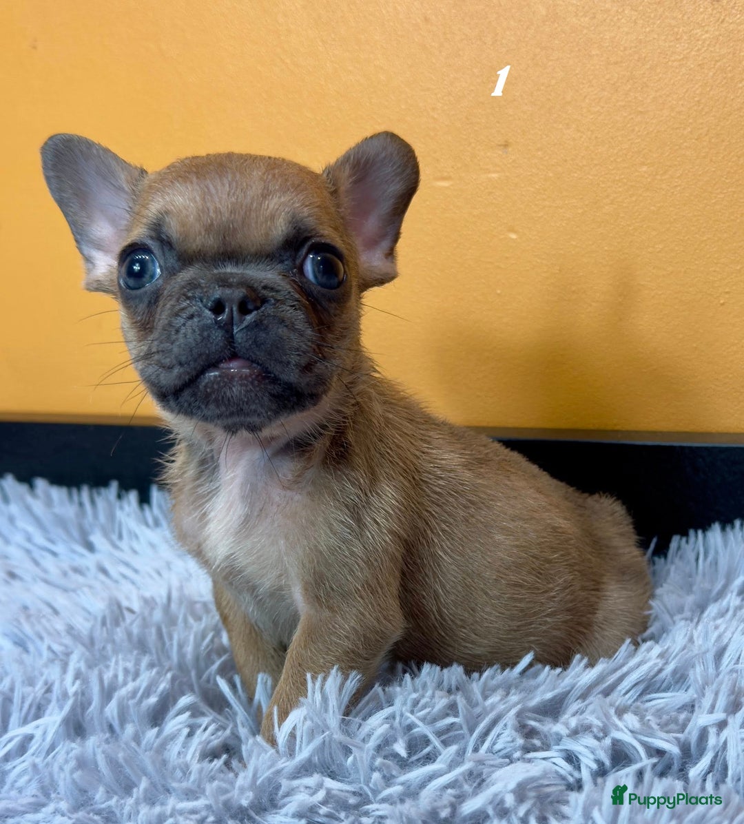 Franse Bulldog honden te koop: Franse bulldog pups - Advertentie 2