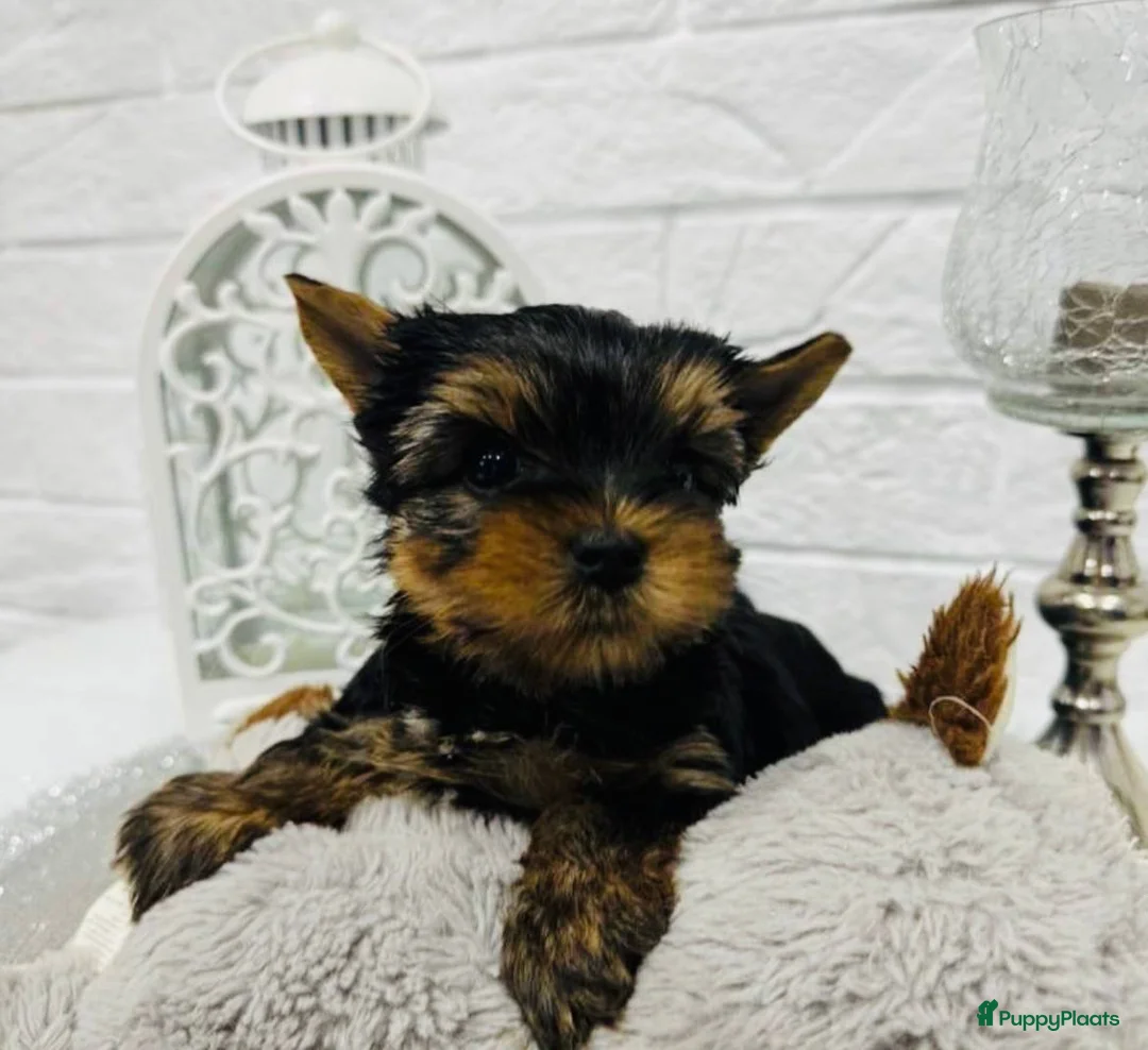 Yorkshire Terriër honden te koop:  Yorkshire Terrier puppy’s - Advertentie 4