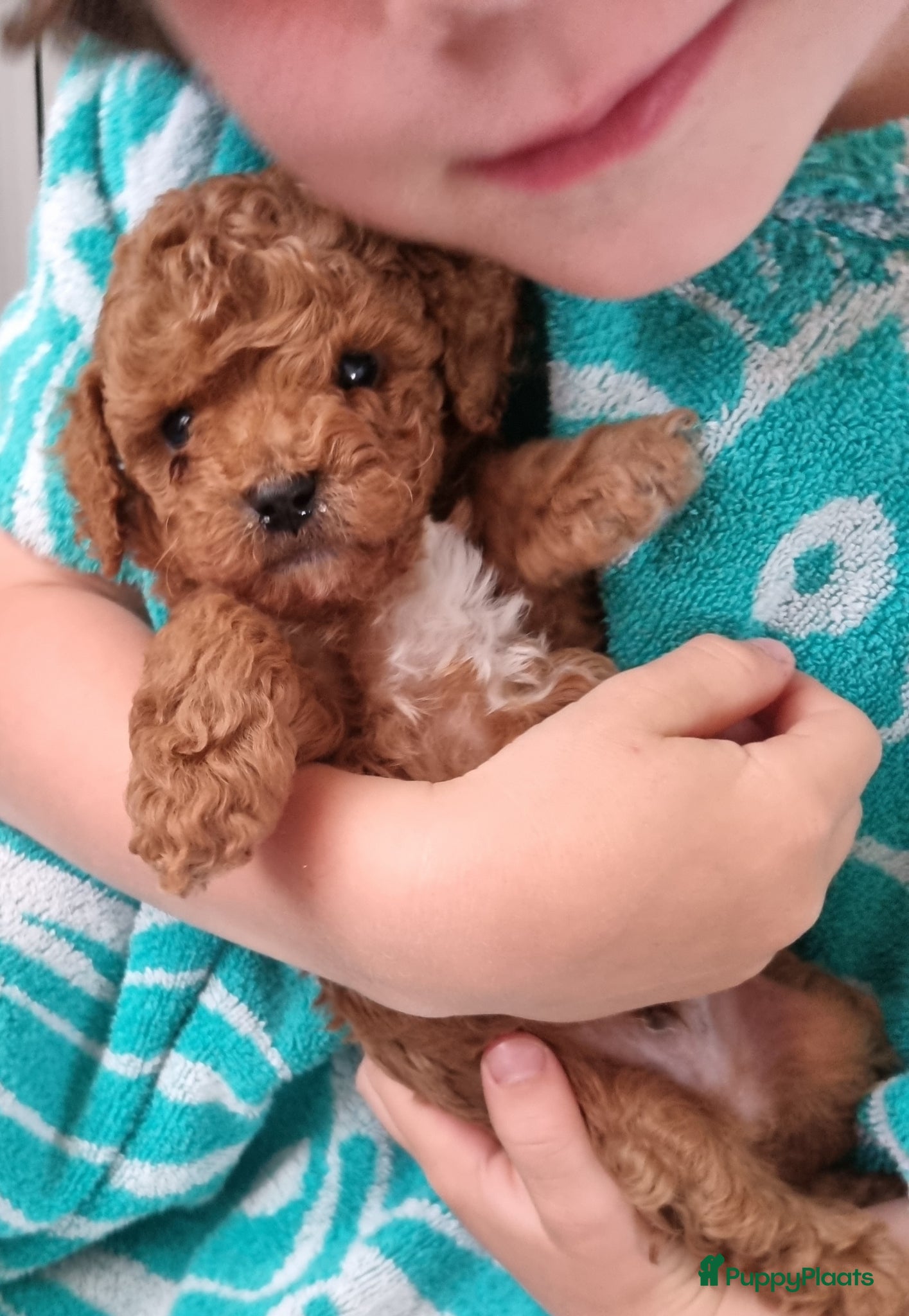Poedel Toy honden Toy poedel pups - Advertentie 1