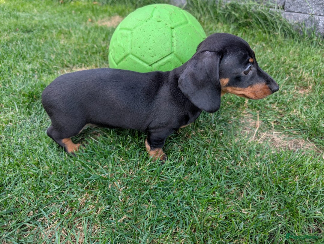 Teckel (korthaar)  honden te koop: Superlieve kortharige dwergteckels  - Afbeelding 7