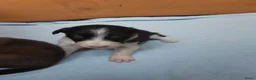 Kruising honden te koop:  Australian Shepherd (75%) x Bordercollie (25%) - Advertentie 18