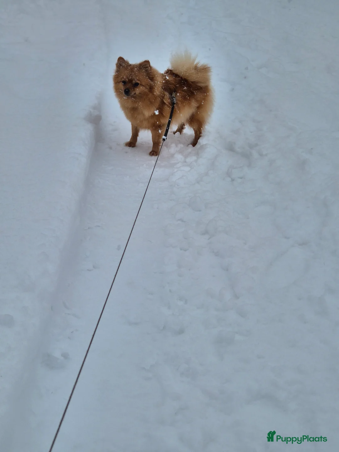 Pomeriaan honden te koop: nog 2 hele schattige teefjes🥰 - Advertentie 7