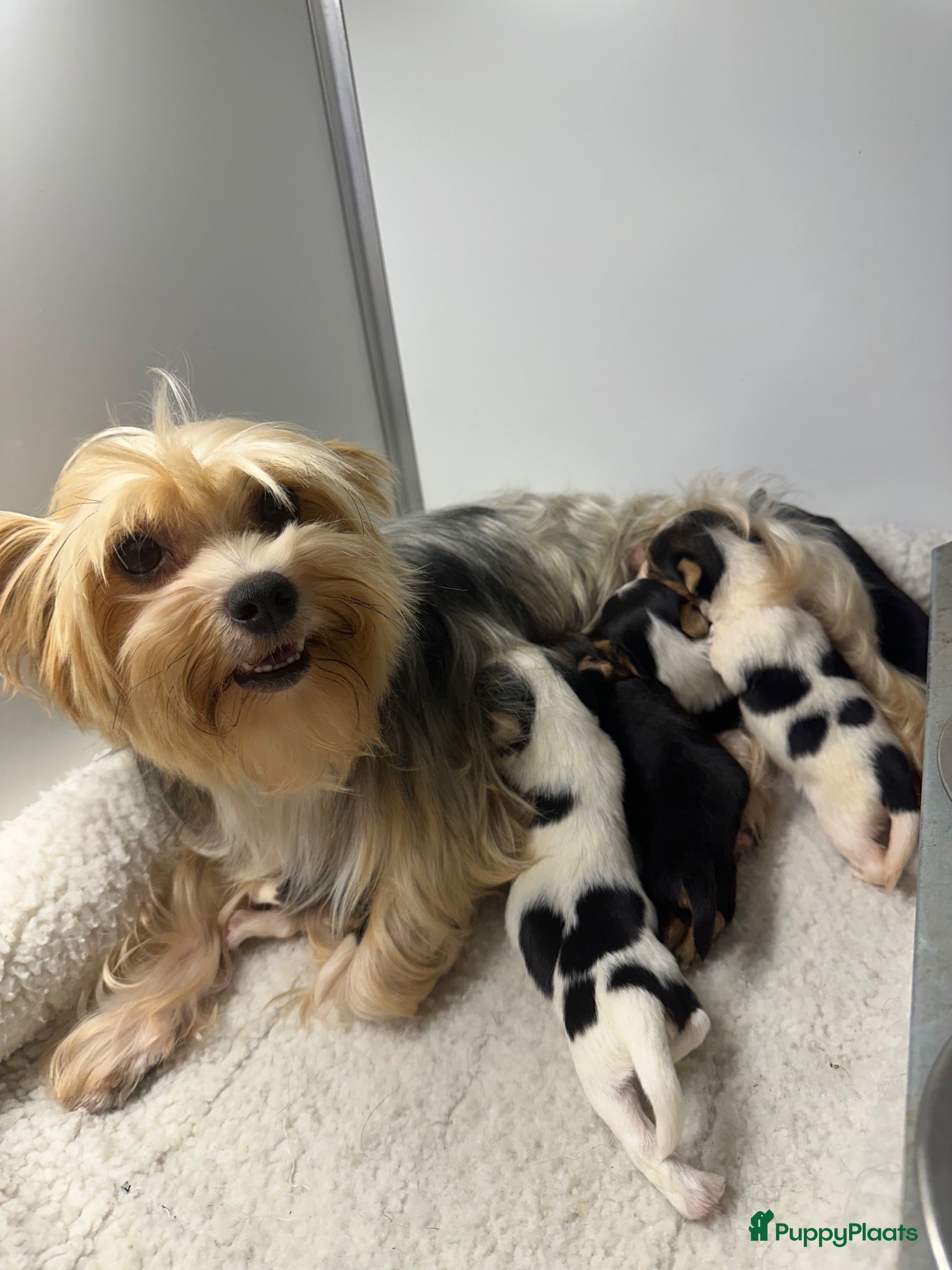 Yorkshire Terriër honden Yorkshire pups classic en biewer - Advertentie 1