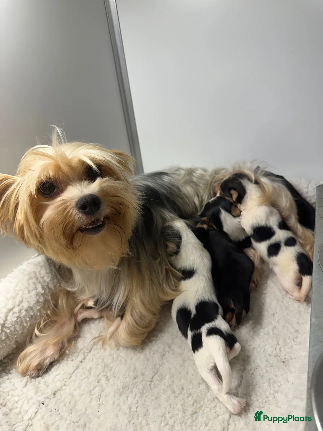 Yorkshire Terriër honden te koop: Yorkshire pups classic en biewer - Advertentie 1