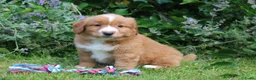 Nova Scotia Duck Tolling Retriever honden te koop: Mooie nova scotia duck tolling retriever pups  - Advertentie 7