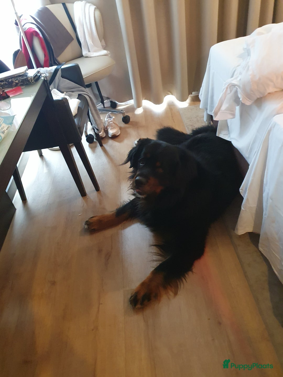 Berner Sennenhond honden ter dekking: Boulab Berner Senner 75% x 25% labrador - Advertentie 2