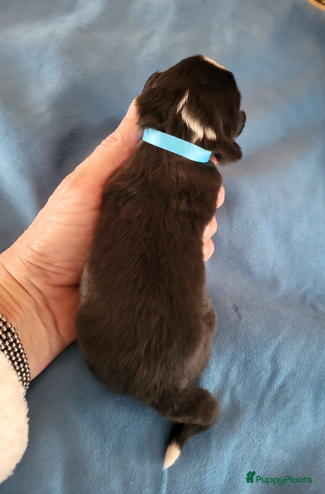 Australian Shepherd honden te koop: Australian Shepherd pupjes ouders volledg getest - Advertentie 1