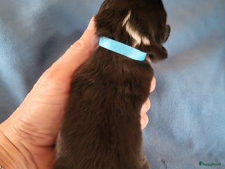 Australian Shepherd honden Australian Shepherd pupjes ouders volledg getest - Advertentie 4