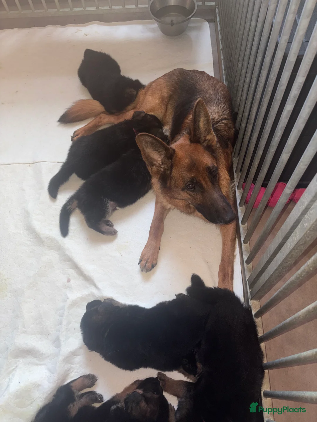 Duitse Herder honden te koop: Stamboom duitse herder reutje ouders hd en ed vrij - Advertentie 3