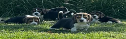 Beagle honden te koop: prachtige beagle pups - Advertentie 8