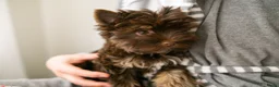 Yorkshire Terriër honden te koop: Yorkshire Terrier puppy’s te koop - Advertentie 6