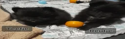 Pomeriaan honden te koop: Pomeriaan  - Advertentie 3