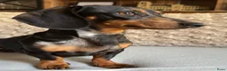 Teckel (korthaar)  honden te koop: Prachtige teckelpups 🐶 - Advertentie 18