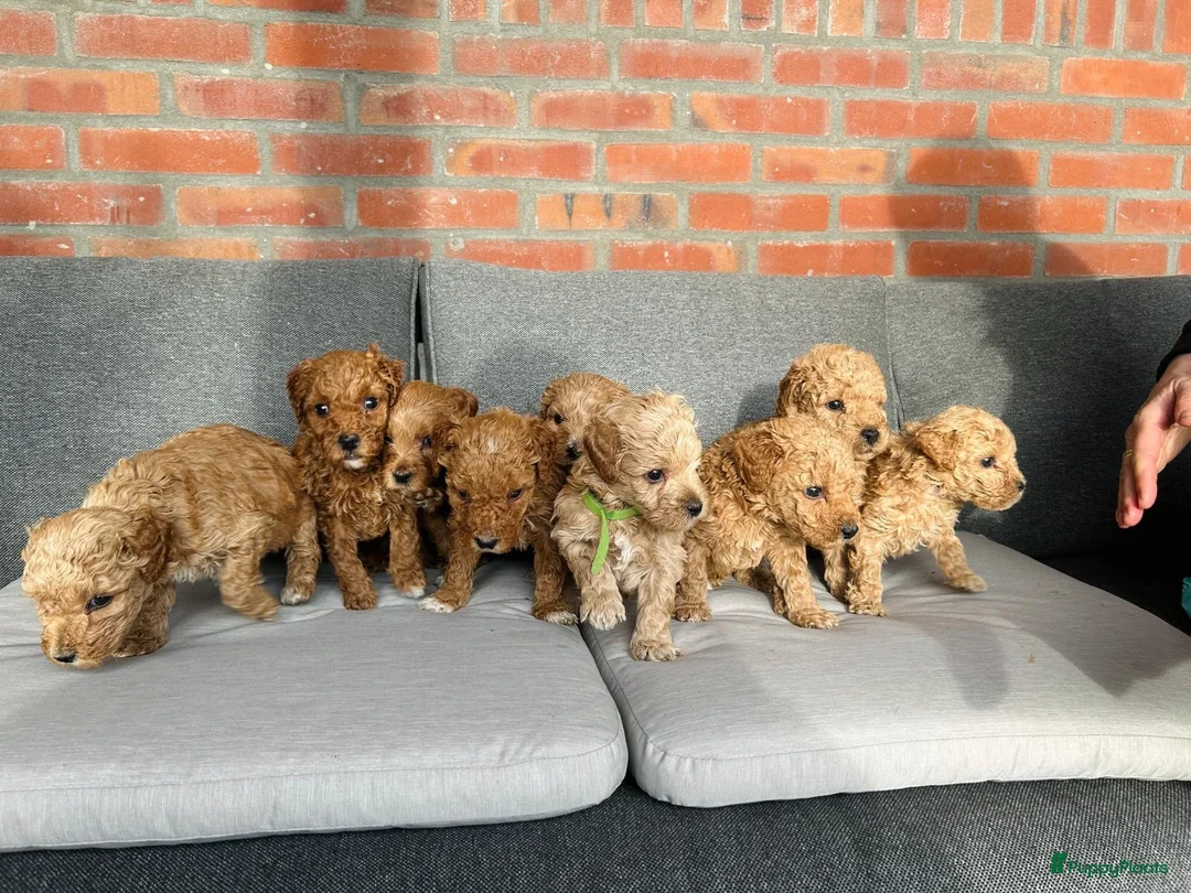 Kruising honden te koop: Bruine Labradoodle - Australian labra doodle pups - Advertentie 12