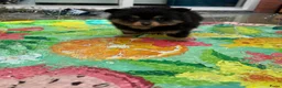 Pomeriaan honden te koop: Pomeriaan pup Merle, sable en black and tan - Advertentie 24