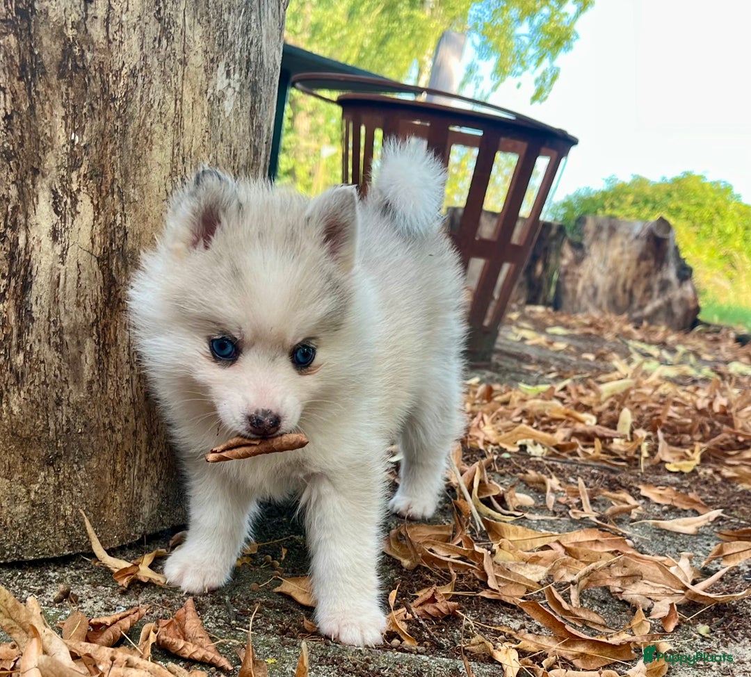 Pomsky honden te koop: Super mooie Pomsky puppy’s  - Afbeelding 6