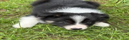 Border Collie honden te koop: Border collie pups met FCI stamboom - Advertentie 3