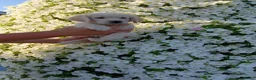 Golden Retriever honden te koop: Te koop  raszuivere golden retrievers pups  - Advertentie 4